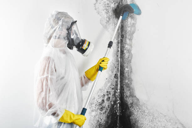 Best Dehumidification Services  in Apple Mountain Lake, VA