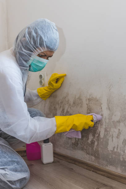 Best Mold-Related Health Consultation  in Apple Mountain Lake, VA